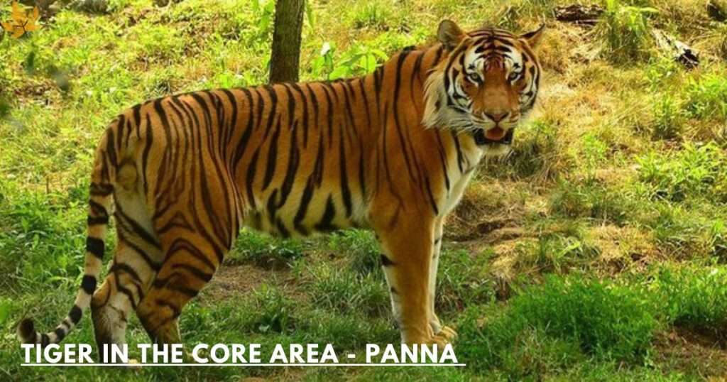 panna tiger reserve booking