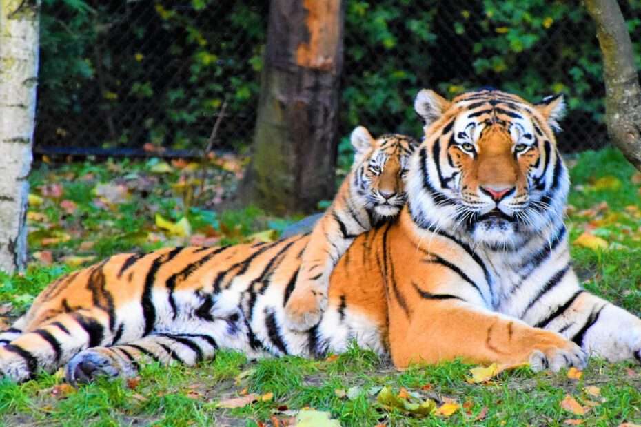 panna tiger reserve booking